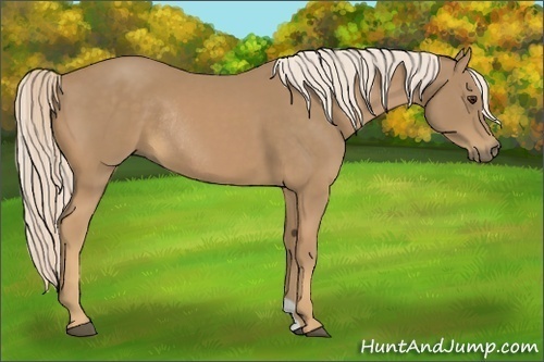 Horse Color:Palomino Rabicano 