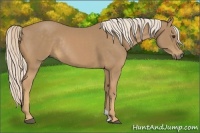 Horse Color:Palomino Rabicano