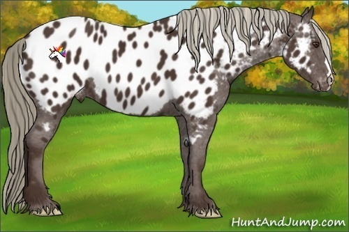 Horse Color:Liver Chestnut Appaloosa 