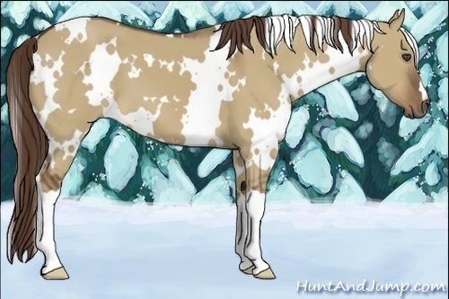 Horse Color:White Spotted Liver Red Dun 