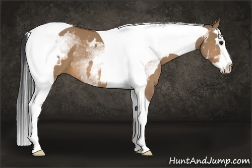 Horse Color:White Spotted Bay Dun Splash Tobiano Frame