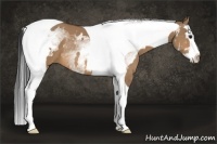 Horse Color:White Spotted Bay Dun Splash Tobiano Frame 