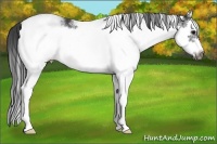 Horse Color:White Spotted Blue Roan Splash Frame Appaloosa 