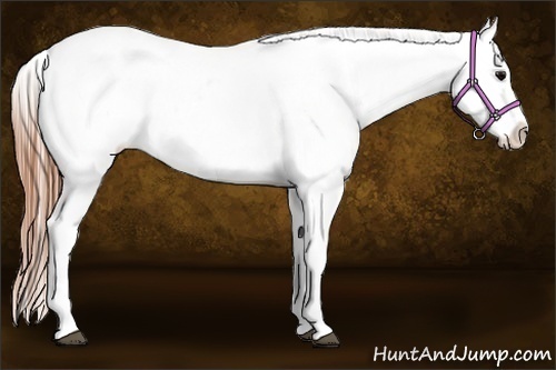 Horse Color:White Spotted Blue Roan Splash Frame Appaloosa 