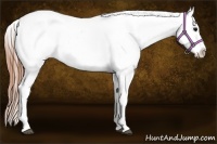 Horse Color:White Spotted Blue Roan Splash Frame Varnish