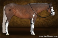 Horse Color:Silver Bay Sabino 
