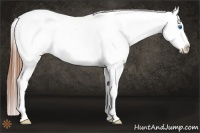 Horse Color:White Spotted Blue Roan Splash Frame Appaloosa
