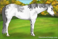 Horse Color:White Spotted Blue Roan Splash Frame Appaloosa 