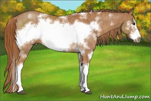 Horse Color:White Spotted Chestnut Splash Frame  Brindle