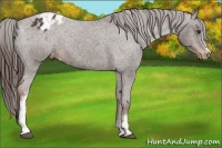 Horse Color:White Spotted Liver Chestnut Varnish 