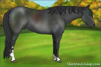 Horse Color:Black Sabino