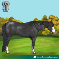 Horse Color:Black Sabino