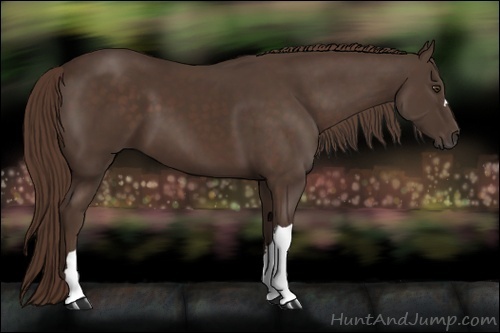 Horse Color:Liver Chestnut 
