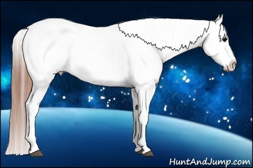 Horse Color:White Spotted Blue Roan Splash Frame Appaloosa 