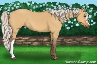 Horse Color:Silver Bay Dun