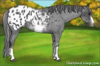 Horse Color:White Spotted Blue Roan Splash Frame Appaloosa 