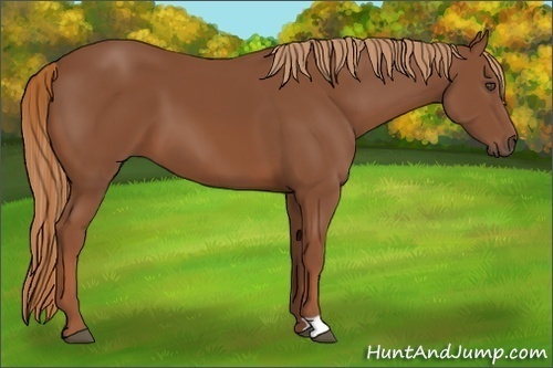 Horse Color:Chestnut 