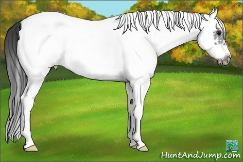 Horse Color:White Spotted Blue Roan Splash Frame Appaloosa 