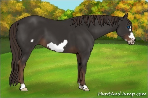 Horse Color:Liver Chestnut Frame 