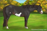 Horse Color:Liver Chestnut Frame 