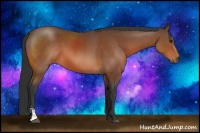 Horse Color:Bay Sabino 