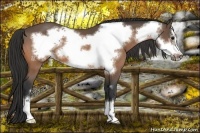 Horse Color:Buckskin Frame 