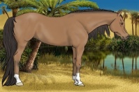 Horse Color:Buckskin 