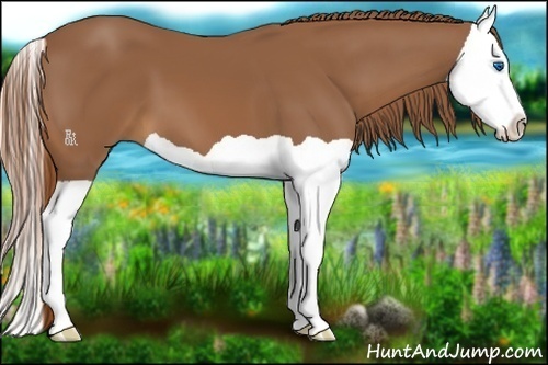 Horse Color:Chestnut Splash