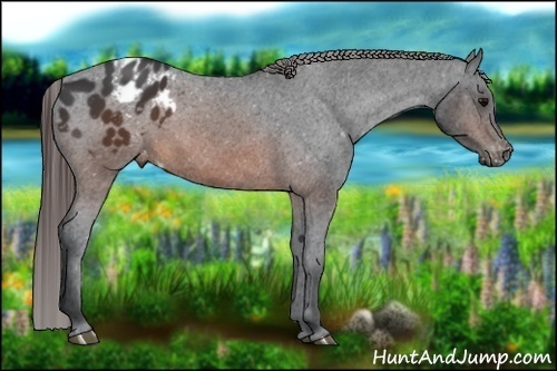 Horse Color:Brown Appaloosa 