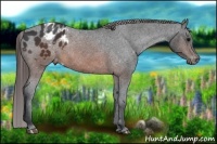 Horse Color:Brown Appaloosa