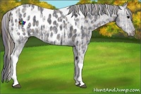 Horse Color:Plaid Black Ice Tobiano Appaloosa