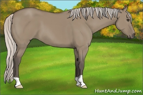 Horse Color:Silver Grullo 