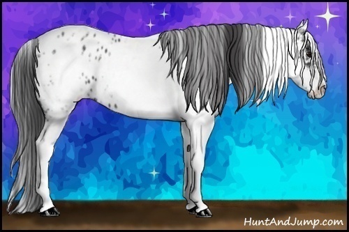 Horse Color:White Spotted Blue Roan Splash Frame Appaloosa 