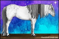 Horse Color:White Spotted Blue Roan Splash Frame Appaloosa 