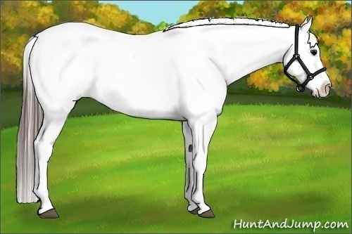 Horse Color:Blue Roan Splash Appaloosa 