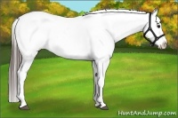 Horse Color:Blue Roan Splash Appaloosa
