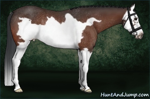 Horse Color:Bay Splash Frame Rabicano 