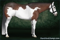 Horse Color:Bay Splash Frame Rabicano