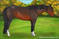 Horse Color:Brown Sabino 