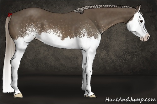 Horse Color:White Spotted Chocolate Palomino Splash