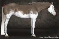 Horse Color:White Spotted Chocolate Palomino Splash 
