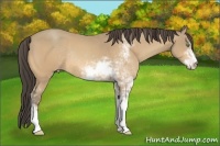 Horse Color:Amber Cream Champagne Sabino Rabicano