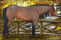 Horse Color:Bay Roan Frame 