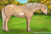 Horse Color:Gold Champagne Frame 