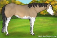 Horse Color:Buckskin Dun Sabino Splash