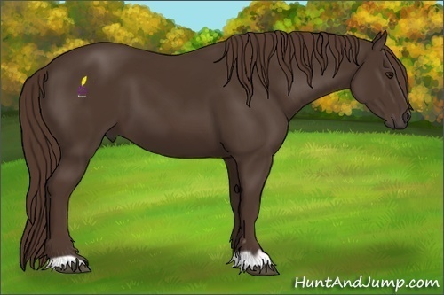 Horse Color:Liver Chestnut 