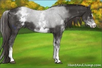 Horse Color:White Spotted Liver Chestnut Sabino 