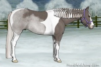 Horse Color:Silver Black Sabino Tobiano 