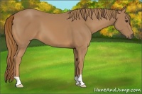 Horse Color:Unknown 