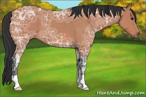 Horse Color:Bay Ice Roan 
